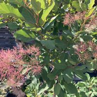 スモークツリー,スモークツリー・グレイス,花芽,花のある暮らし,植物のある暮らしの画像