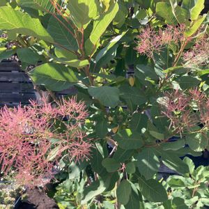 スモークツリー,スモークツリー・グレイス,花芽,花のある暮らし,植物のある暮らしの画像