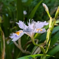 シャガ,ヒメシャガ,山野草,新緑,自生の画像