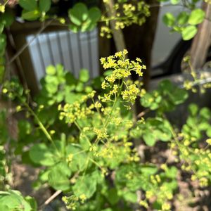スモークツリーの花,かわいい,シンボルツリー,小花,花のある暮らしの画像