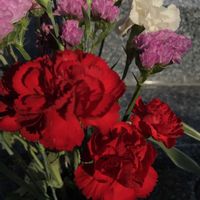 カーネーション,カーネーション,赤い花,昨日の一枚,お墓参りの画像