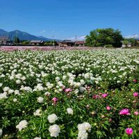 シャクヤク,シャクヤク,シャクヤク,シャクヤク,ポピーの画像