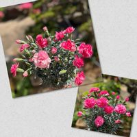 カーネーション,カーネーション さくらもなか,可愛い,癒し,花のある暮らしの画像