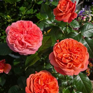 バラ,バラ ライフ,ロサオリエンティス　ライフ,ロサオリエンティス,薔薇♪の画像