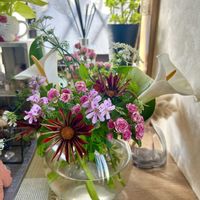 ガザニア,カラー,ローズゼラニウム,オルレア,地植えの画像