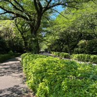 ノイバラ,バラ,ドライフラワーリース,草庵蕨,野津田公園に続く道の画像