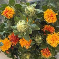 ベニバナ,ベニバナ,切り花,今日のお花,名古屋市の画像