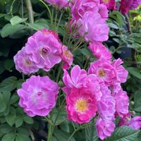 バラ、薔薇、ばら,バラ、薔薇、ばら,赤い花,散歩,イングリッシュガーデンの画像