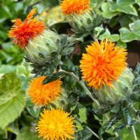 ベニバナ,紅花,ビタミンカラー,オレンジ色の花,今日のお花の画像