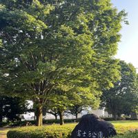 ケヤキ,ケヤキの葉,欅.(けやき),公園散歩,富士西公園の画像