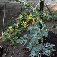 スイカ,メロン,夏野菜の画像