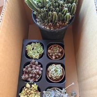 サボテン,子持ち蓮華,セレウス ペルヴィアヌス,パープルへイズ,多肉大好きの画像