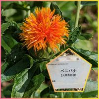 ベニバナ,ベニバナ,ベニバナ,ベニバナ,京都府立植物園の画像