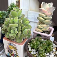 熊童子,紀ノ川,ブッダテンプル,デイビッド,多肉植物の画像