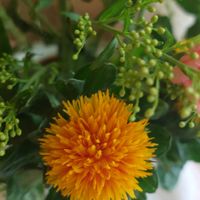ベニバナ,仏花,今日のお花,日曜ビタミンカラー♪,ニコニコ日曜日の画像