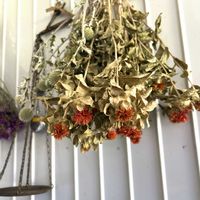 ベニバナ,ベニバナ,ドライフラワー,今日の花,今日のお花の画像