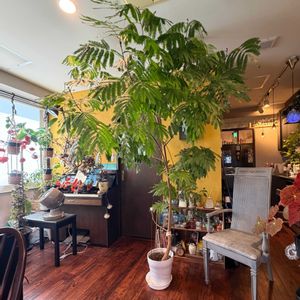エバー・フレッシュ,観葉植物,植物,アンティーク,シンボルツリーの画像