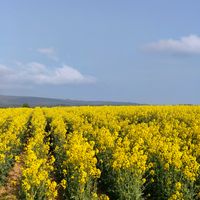 菜の花,花のある暮らし,花畑,滝川,滝川菜の花まつりの画像