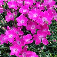ナデシコ,ベニバナ,なでしこ,今日のお花,ピンク❤︎ピンクの画像