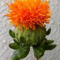 ベニバナ,紅花,可愛い,綺麗な色♡,花のある暮らしの画像