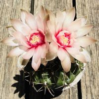 サボテン,緋花玉,緋花玉,多肉植物,鉢植えの画像