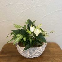 シンゴニウム,プテリス,アンスリウムエクリプス,寄せ植え,今日の一枚の画像