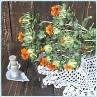 ベニバナ,今日のお花,繋がりに感謝✨,輝かしい未来,毎日がワクワクの画像