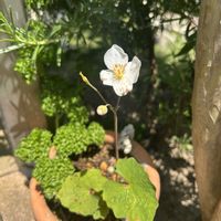 シラユキゲシの画像