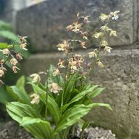 エビネの画像