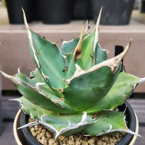 アガベ,アガベ チタノタ,アガベ チタノタ ハデス,多肉植物,観葉植物の画像