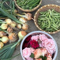 アカンサス,イチゴ,ニラ,バラ,玉ねぎの画像