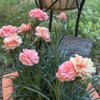 カーネーション,花のある暮らし,iPhone撮影,癒されます♥,毎年咲きます！の画像