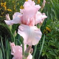 エニシダ,ジャーマンアイリス,ポポー,我が家の庭,開花中の画像