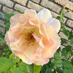 バラ,プリンセスドゥ・モナコ,バラ 鉢植え,花のある暮らし,緑のある暮らしの画像