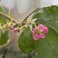 アセロラ,ガザニア,アセロラの花,花のある暮らしの画像