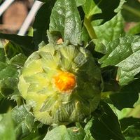 ベニバナ,紅花,べに花,紅花　ベニバナ,紅花(べにばな)の画像