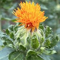アーティチョーク,ベニバナ,アメリカオニアザミ,野草,一年草の画像
