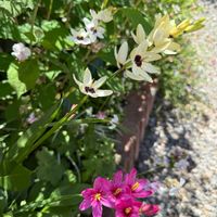 イキシア,ビジョナデシコ,ペンステモン  ハスカーレッド,植物のある暮らし,春のお花の画像
