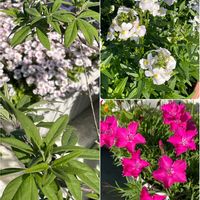 セイヨウニンジンボク,ナデシコ,ネメシア,カーペットかすみ草の画像