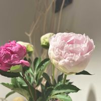 シャクヤク,芍薬,ピオニー,切り花,いけばなの画像
