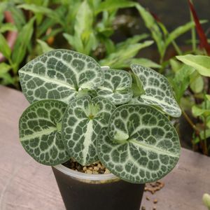 カンアオイ,寒葵,和風,観葉植物,鉢植えの画像