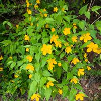 ヤマブキの画像