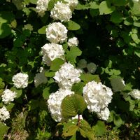 オオデマリ,世界平和,神戸市立森林植物園,被災地にエールを…。,こんな時こそ花をの画像