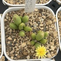 多肉植物,コノフィツム属,コノフィツム ブルインシー,ベランダの画像