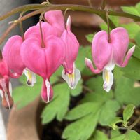 タイツリソウ,タイツリソウ,散歩,ピンクの花,花散歩の画像