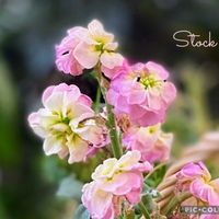 ストック,八重咲きストック,寄せ植え,癒しのお花,愛の花♡の画像