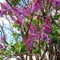 ライラック,散歩道,紫の花,甘い香り,春を告げての画像