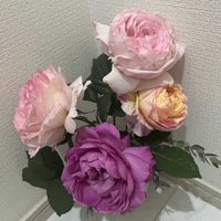 ナエマ,薔薇 クロード・モネ,ペッシュ・ボンボン,切り花,ピンクの花の画像
