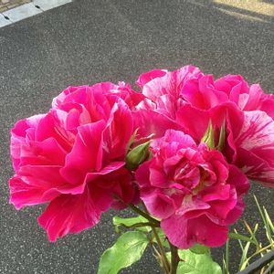 ジャスミーナ,ナエマ,ピエールドゥロンサール,ギー・サヴォア,ガーデニングの画像