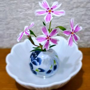 芝桜,一輪挿し,季節の花,花のある暮らし,緑のある暮らしの画像